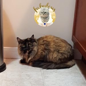 Meet your Posher, Donna